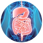 Alimentary Tract And Metabolis